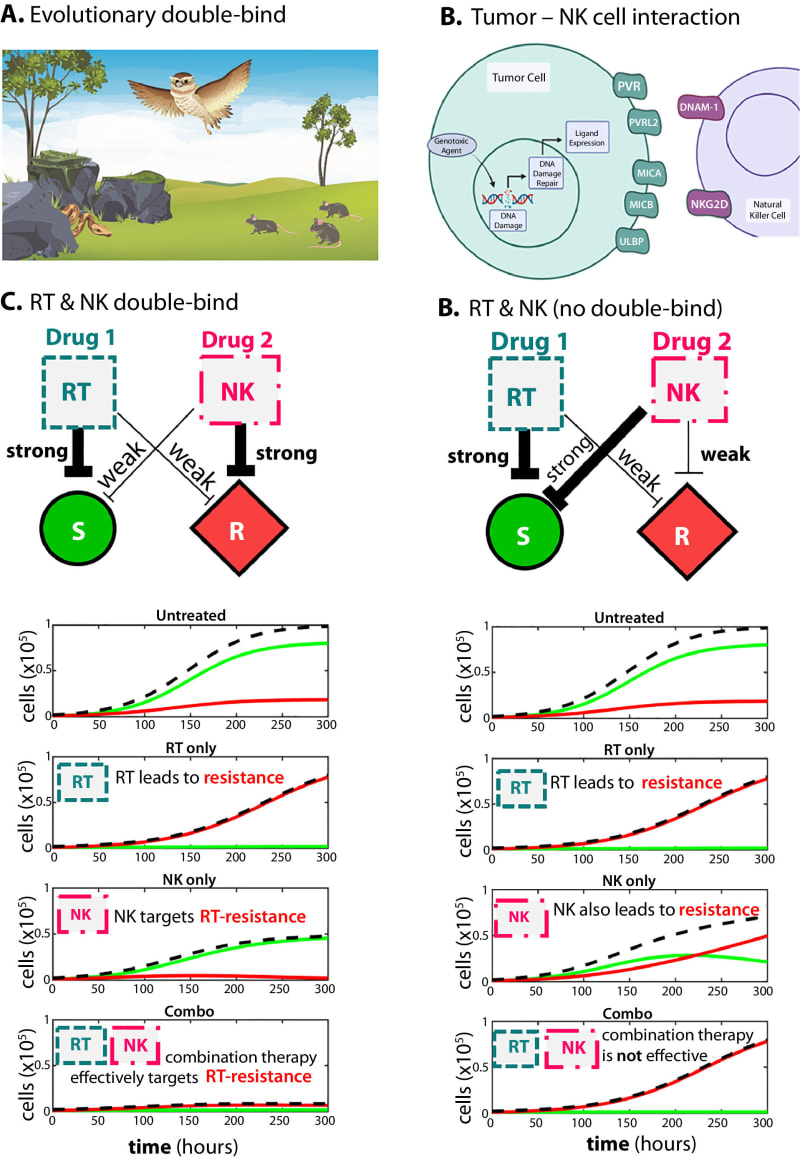 Microscopic view of natural killer immune cells attacking radiation-resistant cancer cells in laboratory setting