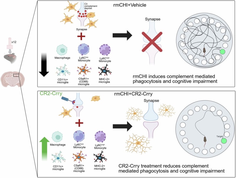 Research team of four scientists in laboratory setting studying brain injury and immune system connections at medical university