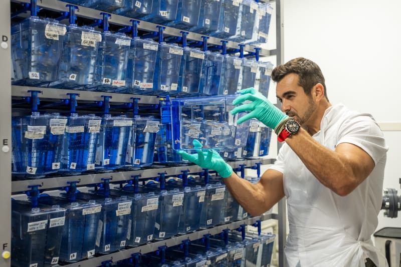 Zebrafish Help Doctors Save Babies from Needless $2M Treatment