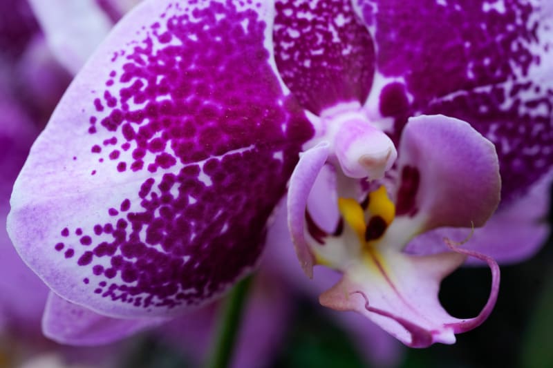 10,000 Orchids Chase Winter Blues at Chicago Garden Show