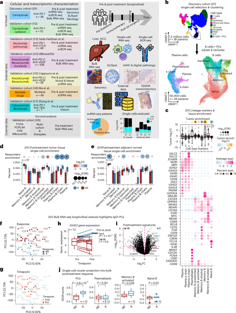 New Discovery May Predict Who Benefits From Cancer Treatment