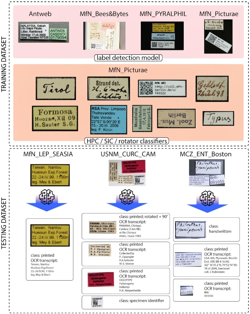 AI Reads 90% of Museum Bug Labels in Seconds