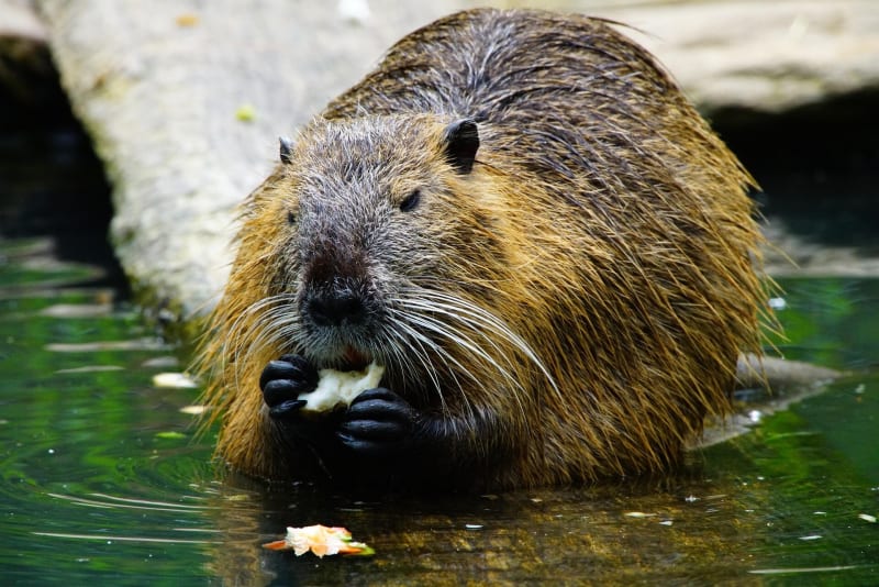 Scientists Clear Beavers in Quebec Flood Cases