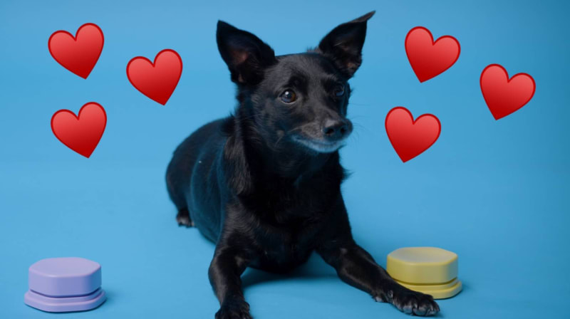 10,000 Dogs Join Largest Pet Communication Study Ever