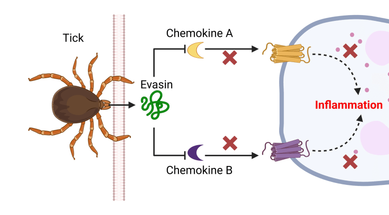 Microscopic view of tick-derived protein structure binding to immune system chemokines in laboratory research
