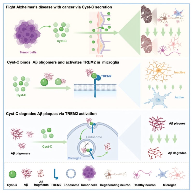 Cancer Protein Could Reverse Alzheimer's Brain Damage