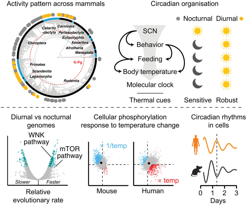 Scientists examining cellular samples in laboratory to study circadian rhythm differences between species