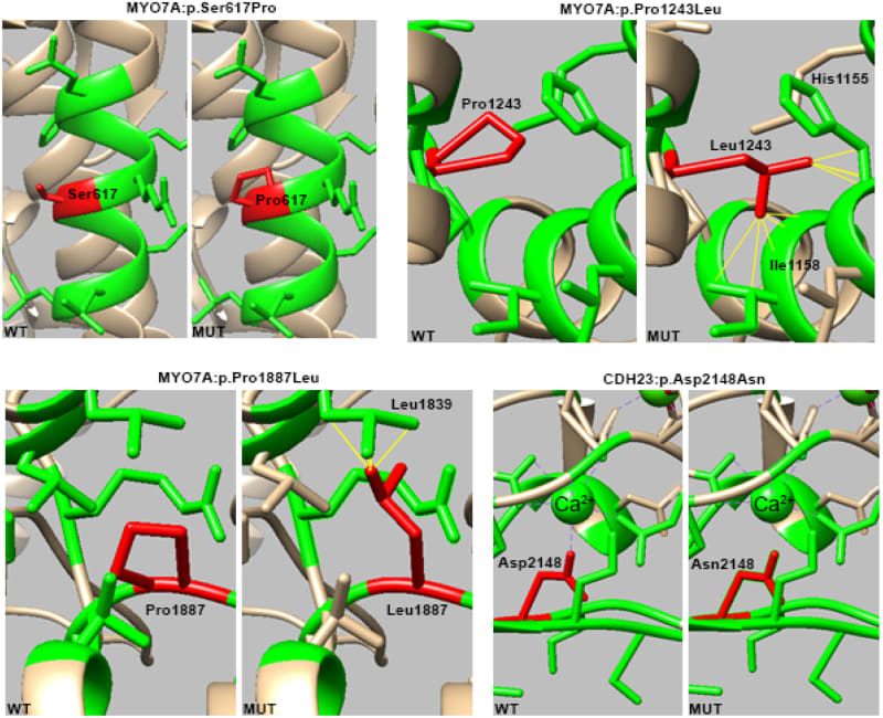 Scientific visualization showing 3D protein structures related to genetic mutations causing childhood deafness and Usher syndrome