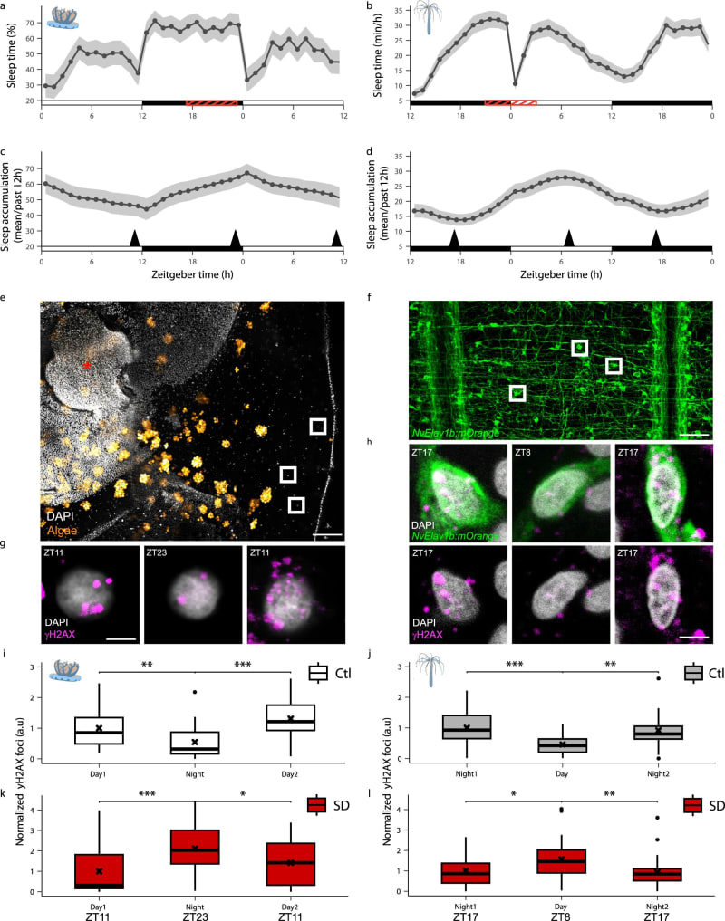 Translucent jellyfish floating peacefully in water, demonstrating ancient sleep patterns that protect neurons and brain health