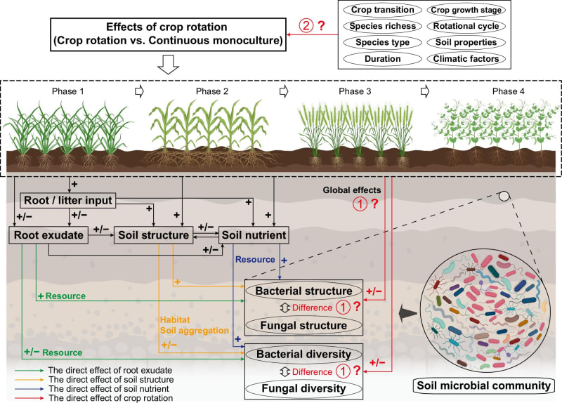 Crop Rotation Boosts Soil Life and Food Security