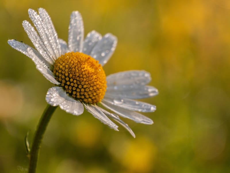 The Humble Daisy Feeds 11% of Urban Pollinators