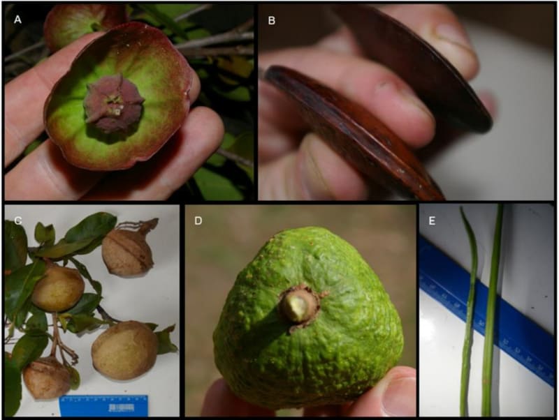 Red-nosed cuxiu monkey in Amazon rainforest using powerful jaws to crack open hard fruit