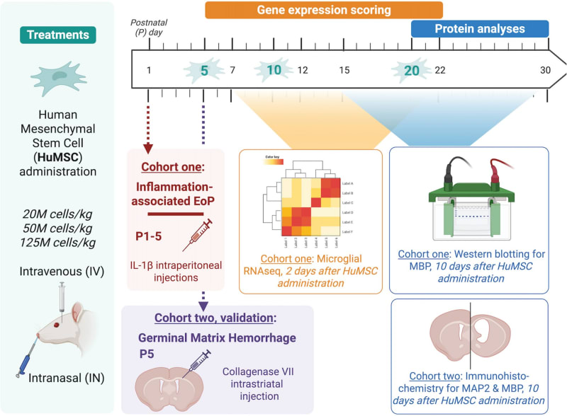 Stem Cells Show Promise for Premature Babies' Brain Injury