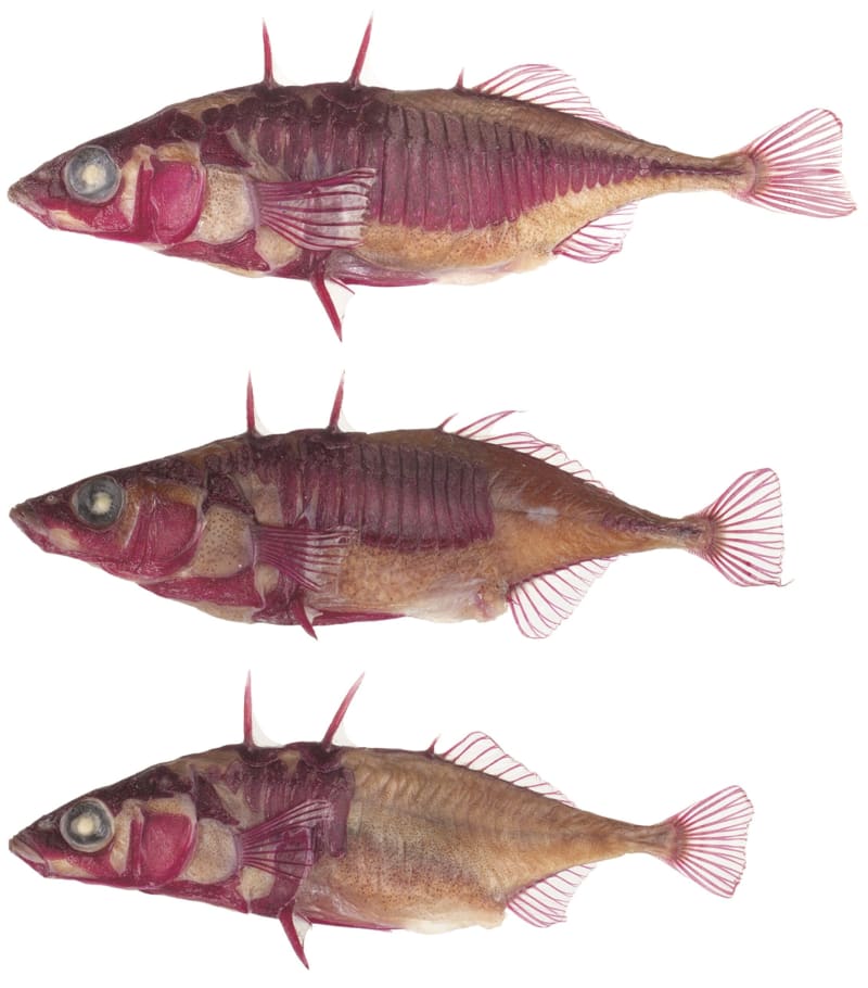 Lake Washington Fish Evolve in Real Time Since 2016