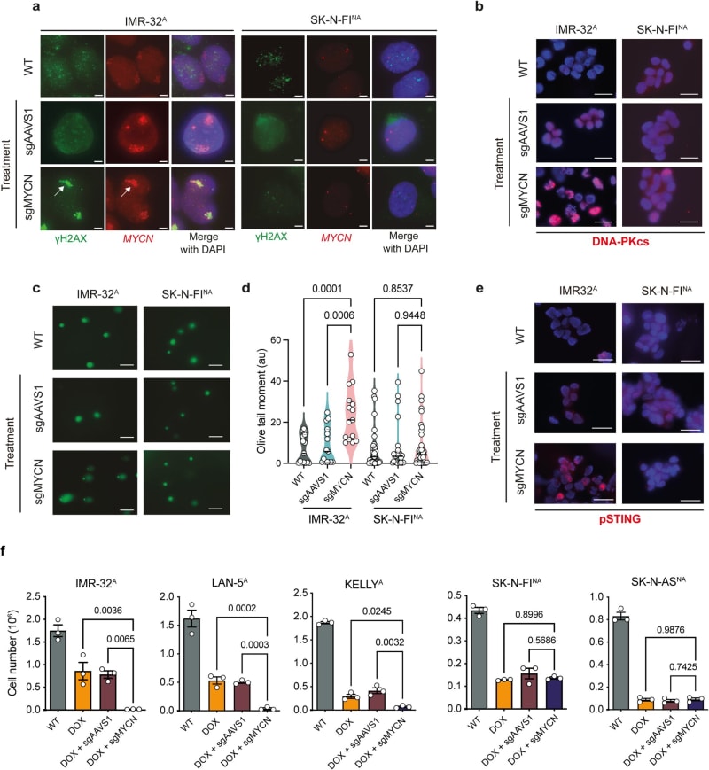 CRISPR Turns Cancer's Strength Into Its Fatal Weakness