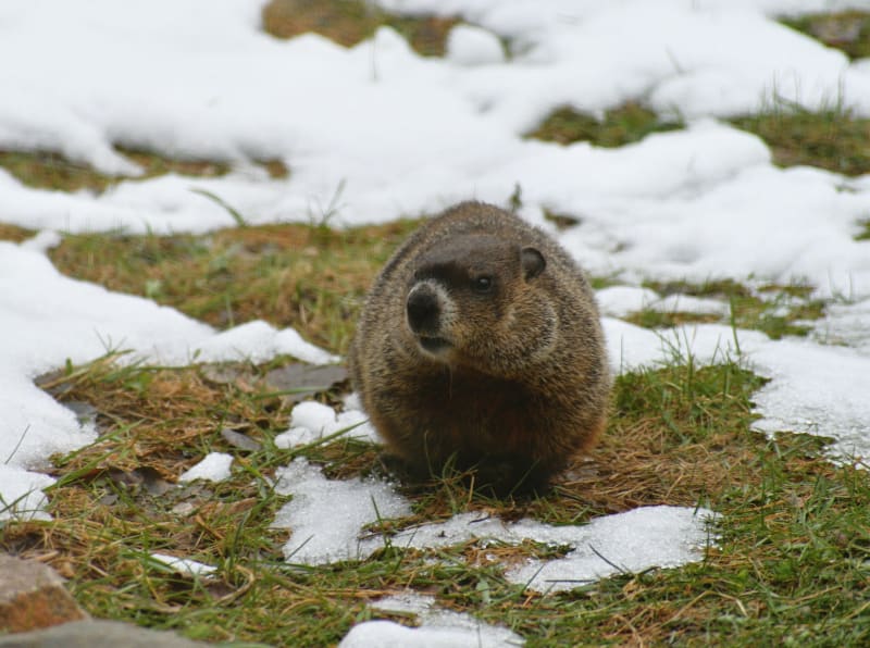 Groundhogs Help Scientists Fight Disease and Heal Ecosystems