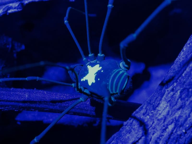 Glow-in-the-Dark Spiders Use Nature's Secret Code to Find Love