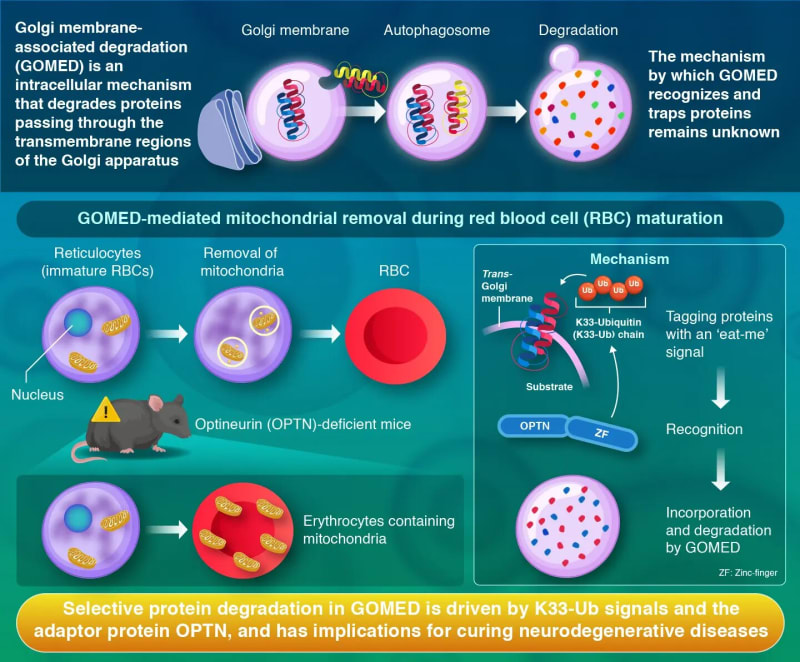Microscopic view of healthy cells with internal structures performing cleanup functions