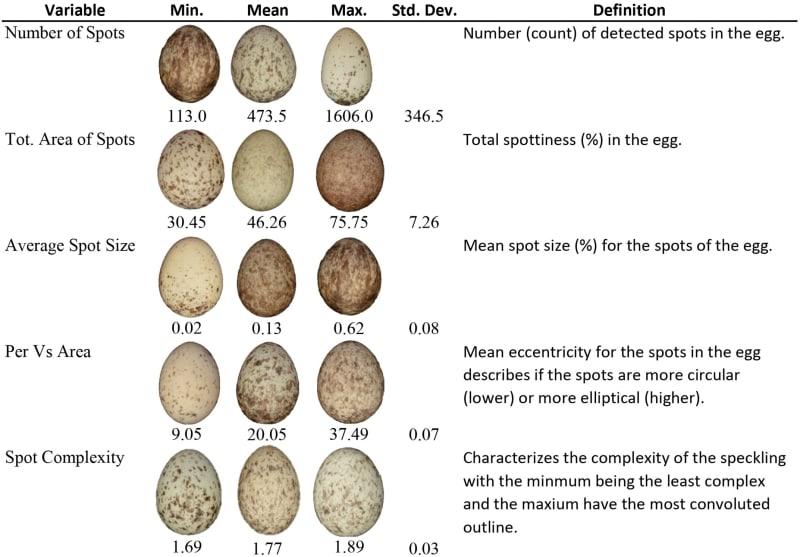 House sparrow eggs carefully packaged inside plastic Easter eggs for scientific research shipment