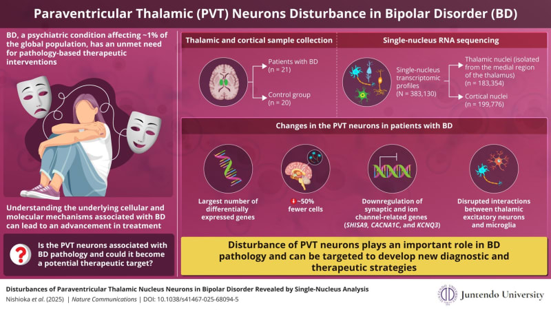 Brain Region Unlocks New Hope for Bipolar Disorder