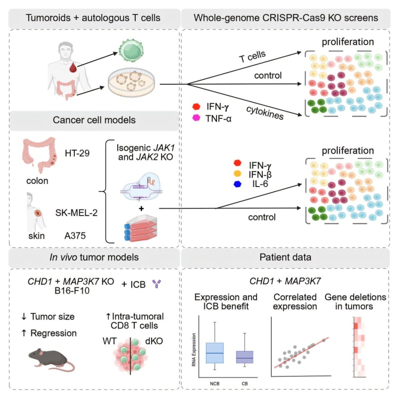 Scientists in laboratory examining cancer cells under microscope for immunotherapy research breakthrough