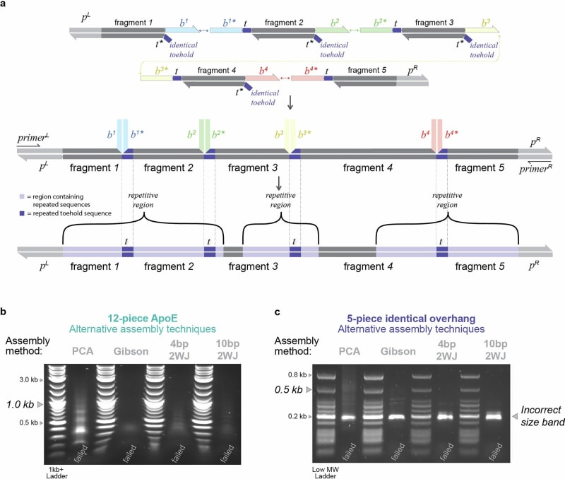 DNA double helix strands being assembled together like numbered pages in a book