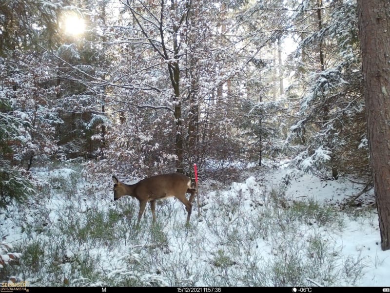 Lynx Scent Reduces Deer Damage to Young Trees by 40%