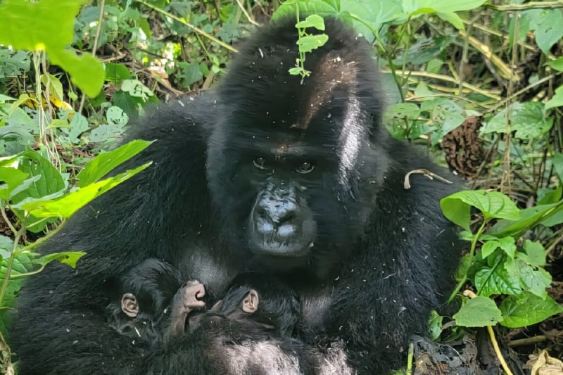 Miracle in the Mountains: Rare Gorilla Twins Bring Hope to DR Congo's Virunga Park