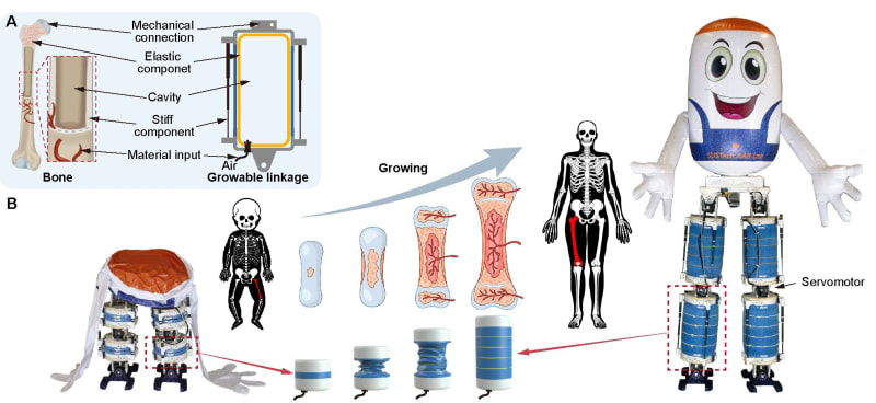 Soft white humanoid robot with inflatable limbs standing in laboratory setting demonstrating size-changing capability