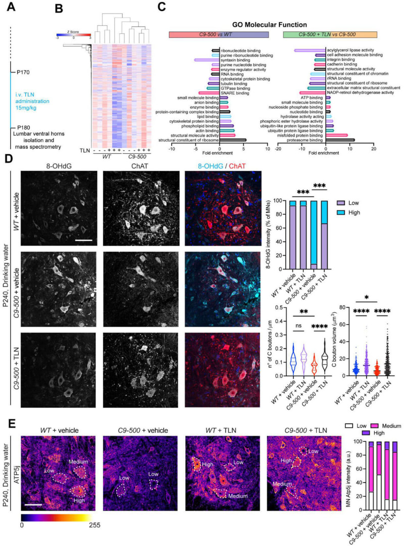 New ALS Treatment Crosses Brain Barrier in Mice Study