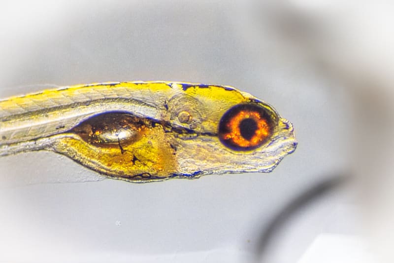 Computer screen showing AI analysis tracking animal skeleton movements and classifying behaviors in real time