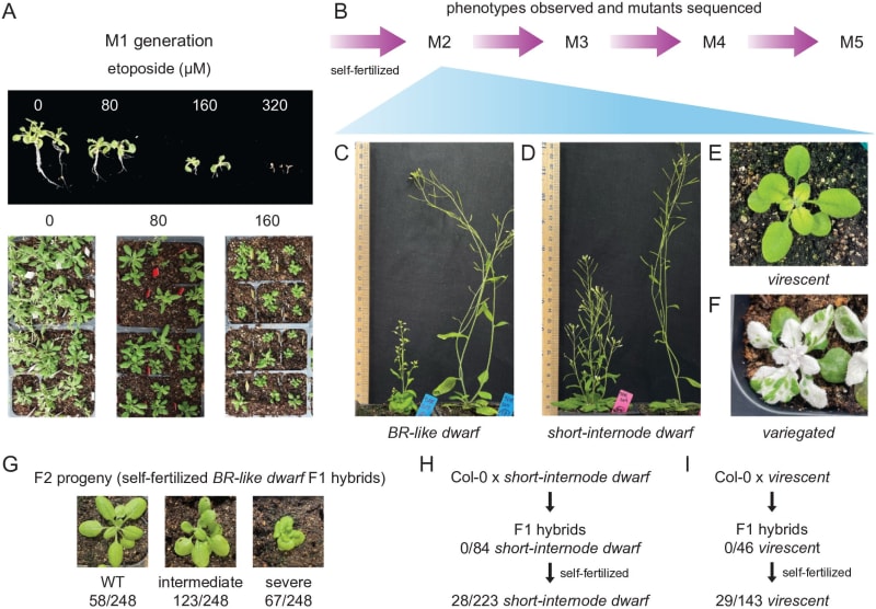 MIT Scientists Create Chemical Method to Help Crops Thrive in Harsh Conditions