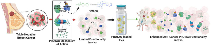 New Drug Carrier Boosts Triple Negative Breast Cancer Hope