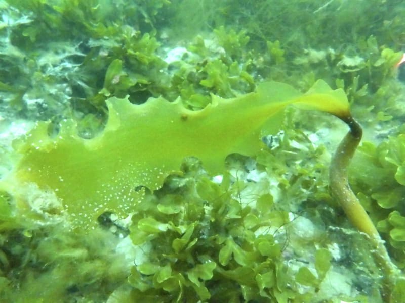 Greenland's Seaweed Locks Carbon Deep in the Ocean