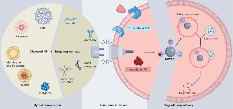 Scientists Create Nanoparticles That Attack Brain Cancer