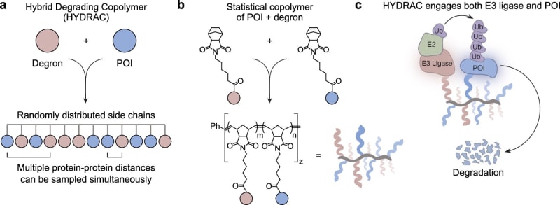 Scientists Create Polymers That Delete Cancer Proteins