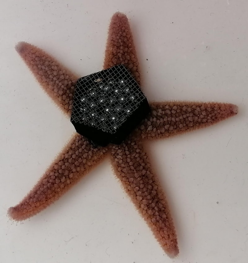 Sea star with hundreds of tiny tube feet visible moving across glass surface from below