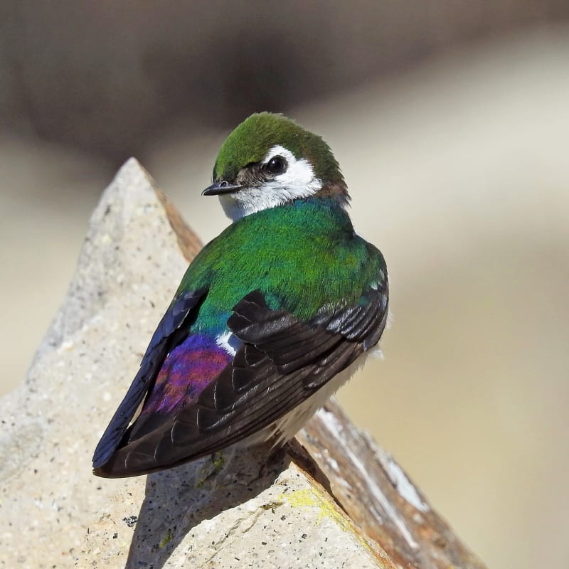 Noise Pollution Harms Birds—But We Know How to Fix It