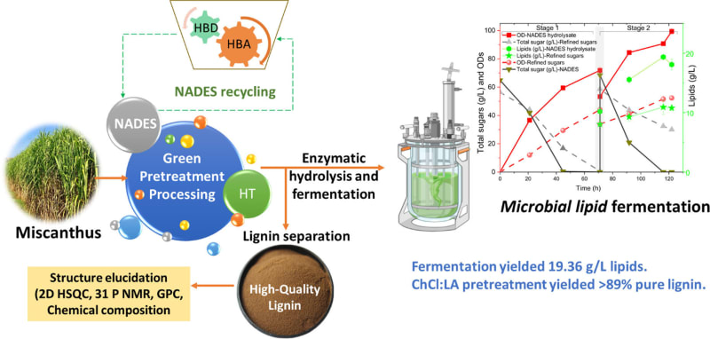 Scientists Unlock Cleaner Way to Make Plant-Based Fuel
