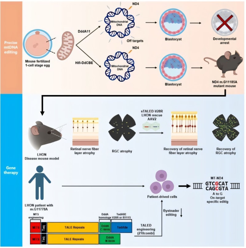Gene Therapy Restores Vision in Blindness Study