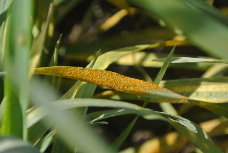 UK Scientists Unlock Ancient Wheat to Fight New Crop Disease