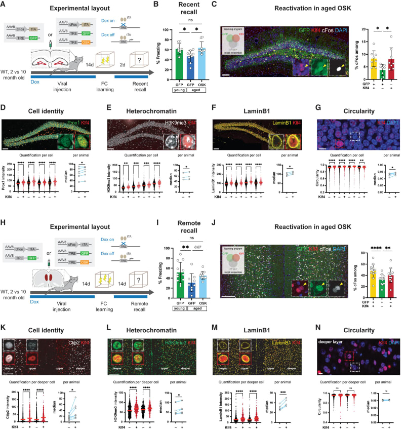 Scientists Reverse Memory Loss in Mice With Brain Cell Reset
