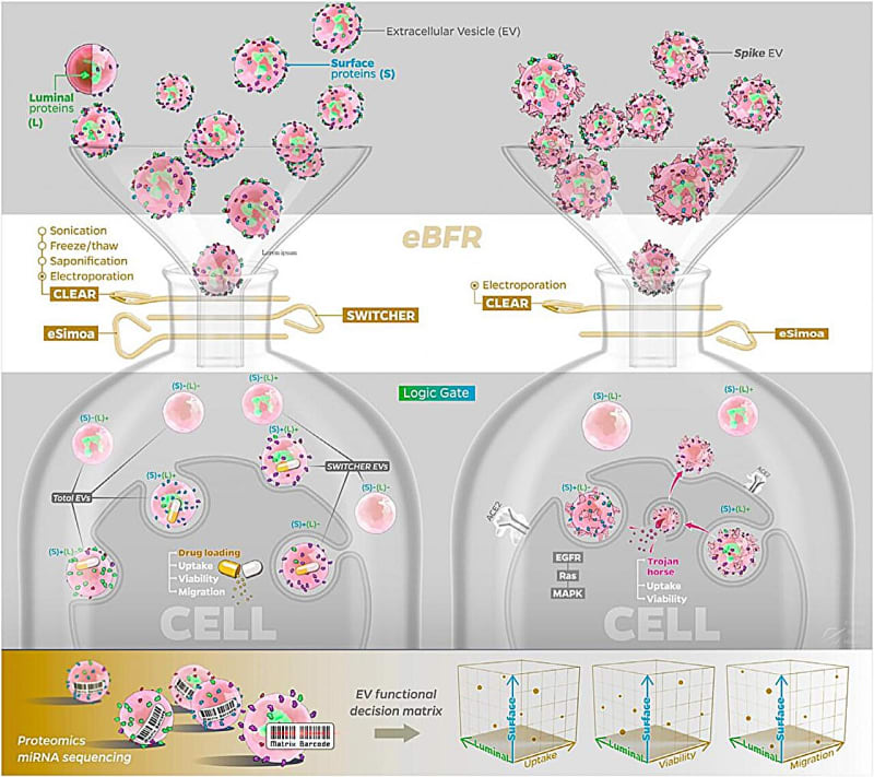Microscopic illustration showing tiny spherical vesicles being transformed from cancer messengers into therapeutic drug carriers