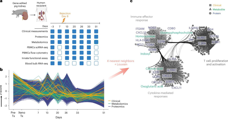 Brazilian Scientists Crack Code on Pig-to-Human Kidney Transplants