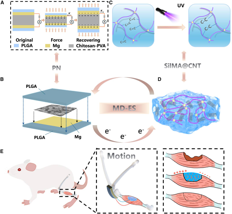 Illustration showing biodegradable electrical stimulation device implanted near muscle tissue generating healing pulses from body movement