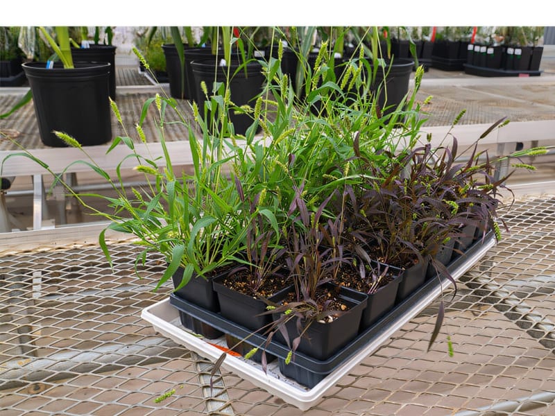 Incredible New Discovery: Crops That Talk to Farmers About Their Environment