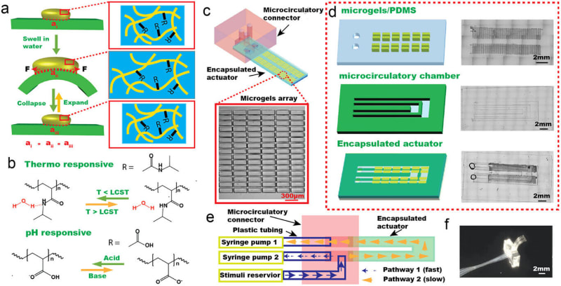 Microscopic view of synthetic hydrogel muscle with integrated microfluidic channels resembling tiny blood vessels