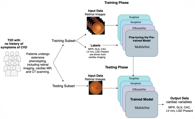 Eye Scans Predict Heart Disease in Diabetes Patients