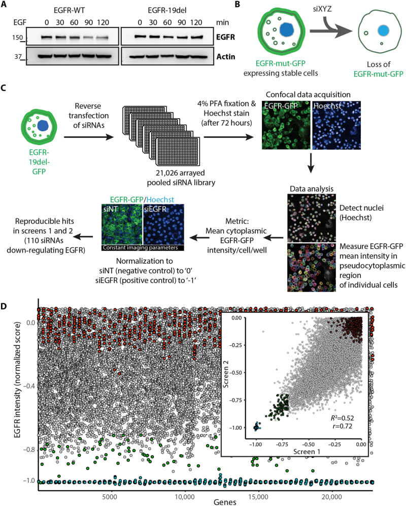 Scientists Find Way to Disarm Lung Cancer's Shield