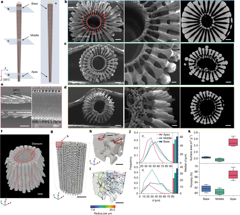 Sea Urchin Spines Inspire Battery-Free Ocean Sensors